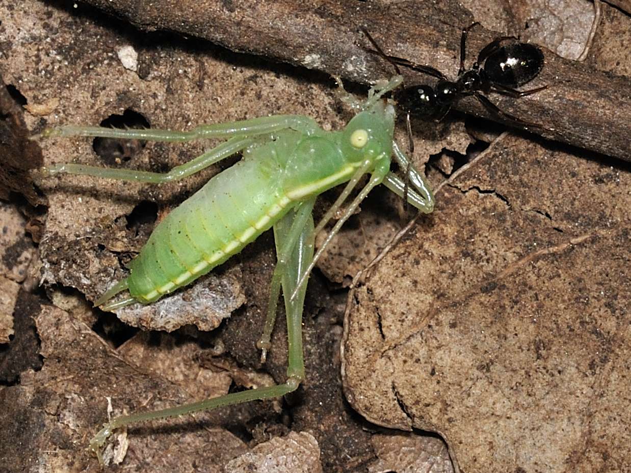 Dura la vita per le formiche! Formica sp.trasporta ortottero